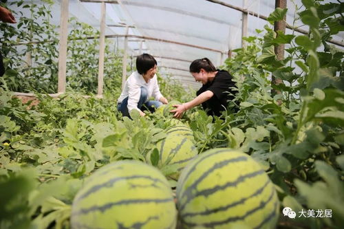 农民日报 龙居镇依靠互联网销售特色农产品市场观象 供需对接更高效